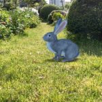 【お家で簡単】グーグル検索で動く３D動物を召喚する方法【アプリ不要】