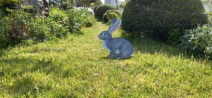 【お家で簡単】グーグル検索で動く３D動物を召喚する方法【アプリ不要】