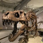 ティラノサウルス展に行ってみた【写真いっぱい】