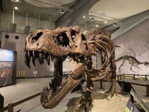 ティラノサウルス展に行ってみた【写真いっぱい】
